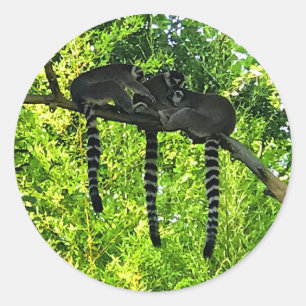 Ring-stjärtad lemur #3-fästare runt klistermärke