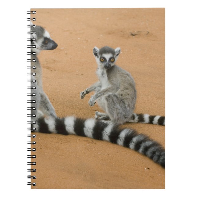 Ring-stjärtad Lemurs, (Lemur catta), Berenty Anteckningsbok Med Spiral (Framsidan)