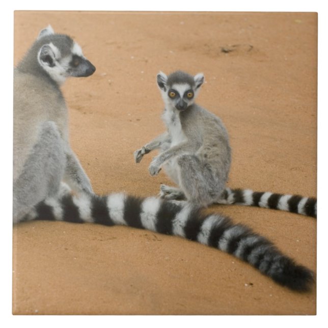 Ring-stjärtad Lemurs, (Lemur catta), Berenty Kakelplatta (Framsidan)