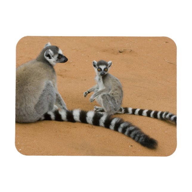 Ring-stjärtad Lemurs, (Lemur catta), Berenty Magnet (Horisontell)