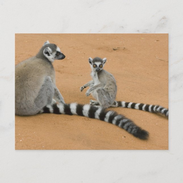 Ring-stjärtad Lemurs, (Lemur catta), Berenty Vykort (Framsida)