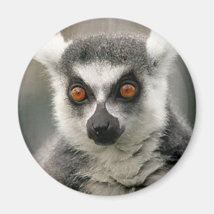 ring svan lemur magnet