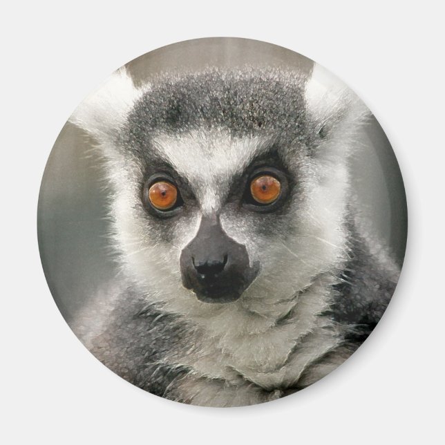 ring svan lemur magnet (Framsidan)