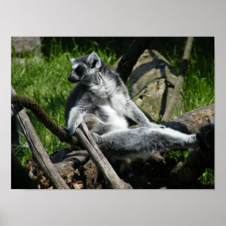 Ring-Svan Lemur Poster