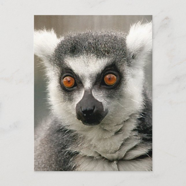 ring svan lemur vykort (Framsida)
