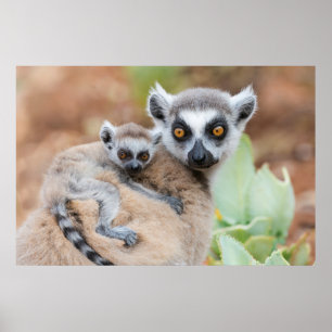 Ring-Tail Lemur Baby om Modern Tillbaka Poster