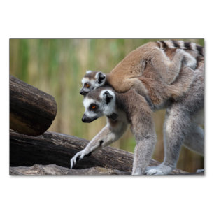 Ring-Tail Lemur Mor och Baby Bordsnummer