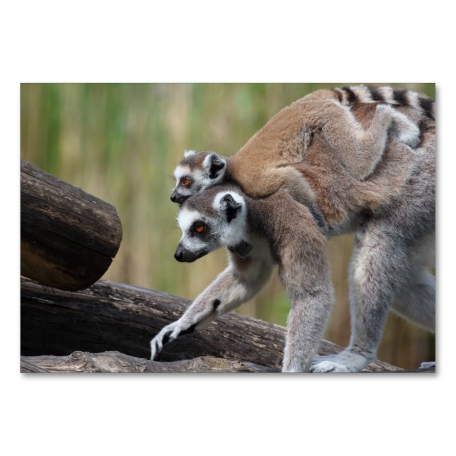 Ring-Tail Lemur Mor och Baby Bordsnummer (Framsidan)