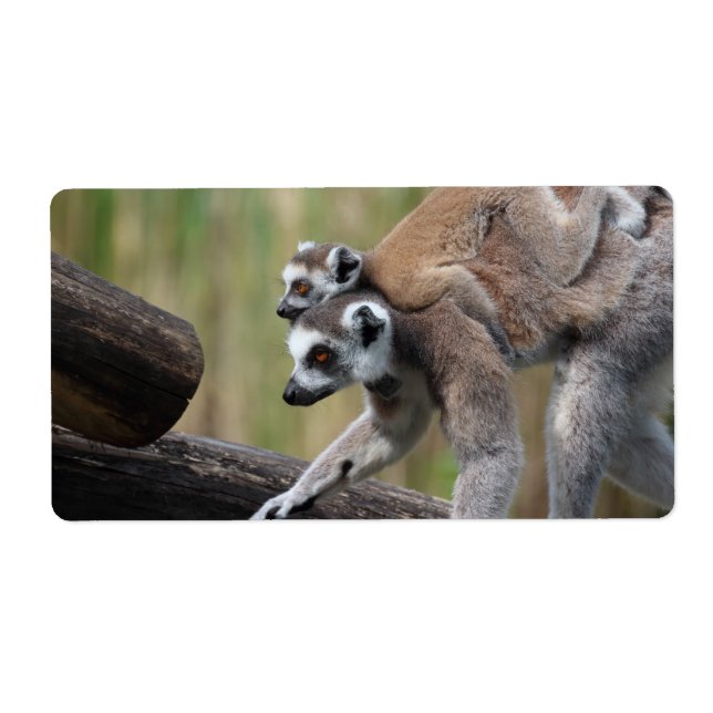 Ring-Tail Lemur Mor och Baby Fraktsedel (Framsidan)