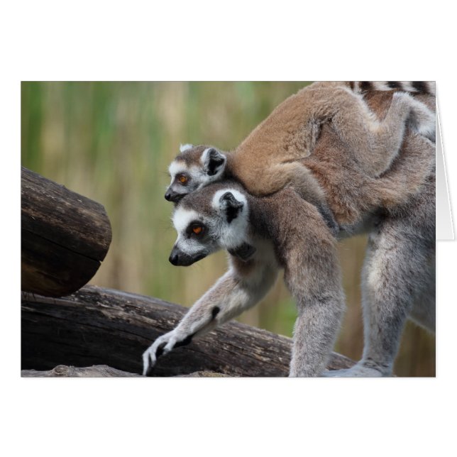 Ring-Tail Lemur Mor och Baby Hälsningskort (Framsidan Horizontal)