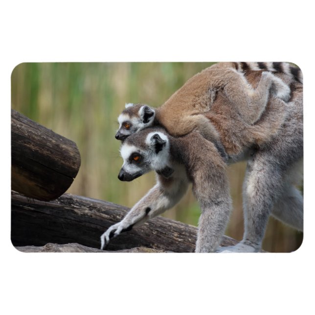 Ring-Tail Lemur Mor och Baby Magnet (Horisontell)