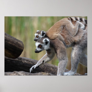 Ring-Tail Lemur Mor och Baby Poster