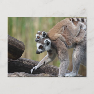 Ring-Tail Lemur Mor och Baby Vykort