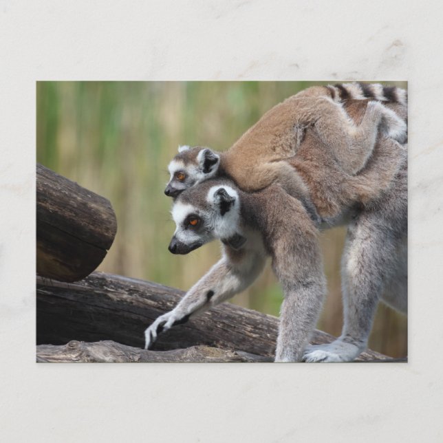 Ring-Tail Lemur Mor och Baby Vykort (Framsida)