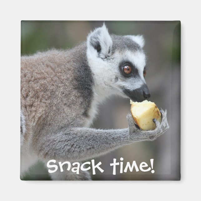 Ring-Tail Lemur - Snack Time! Magnet (Framsidan)