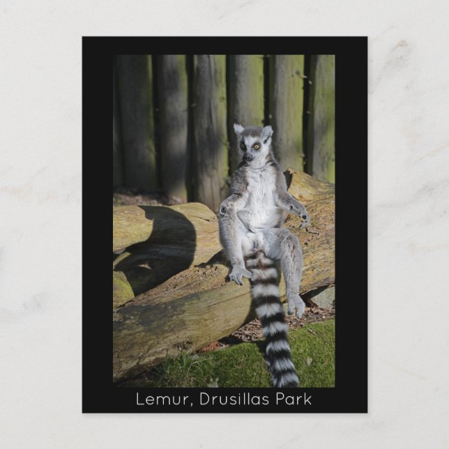 Ring Tailed Lemur Drusillas Park Vykort (Framsida)