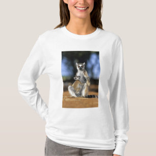 Ring-tailed Lemur, (Lemur catta), Mor och Tee