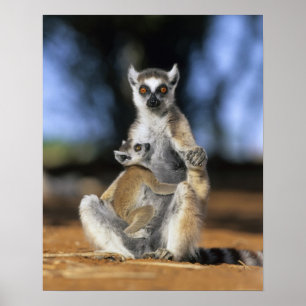 Ring-tailed Lemur, (Lemurcattaen), mor och Poster