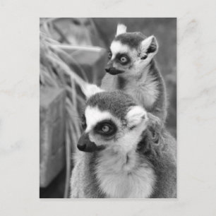 Ring-tailed lemur med den svartvita bebiset vykort