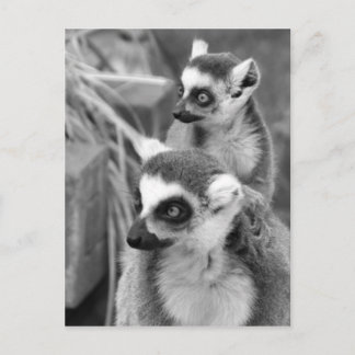 Ring-tailed lemur med den svartvita bebiset vykort