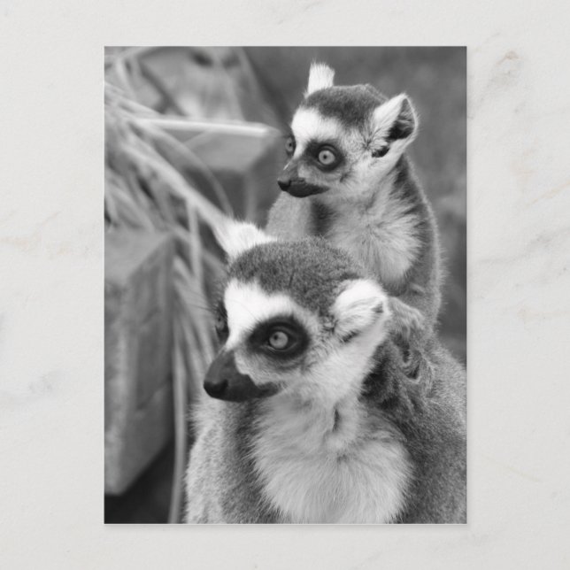 Ring-tailed lemur med den svartvita bebiset vykort (Framsida)
