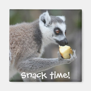 Ring-Tailed Lemur -- Mellanmål Time! Magnet