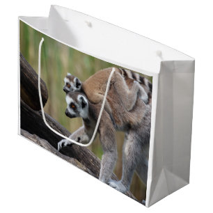 Ring-Tailed Lemur Mor och Baby