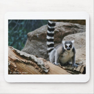 Ring Tailed Lemur Musmatta