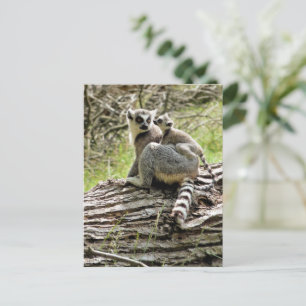 RING TAILED LEMUR VYKORT