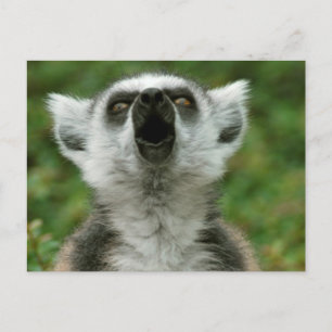 Ring-Tailed Lemur Vykort