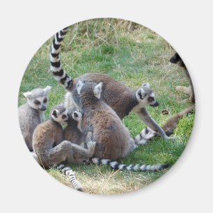 Ring tailed lemurfamilj magnet