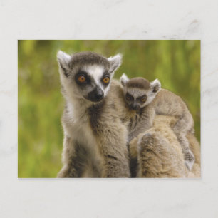 Ring-tailed lemurs (Lemurcattaen) mor & baby. Vykort