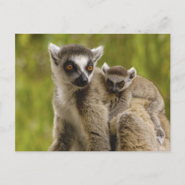 Ring-tailed lemurs (Lemurcattaen) mor & baby. Vykort (Framsida)