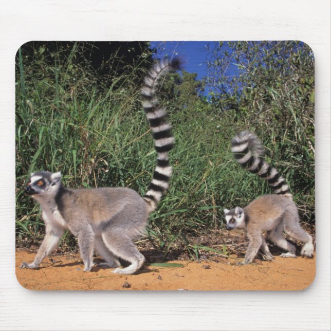Ring-Tailes Lemurs (Lemur Catta), Berenty Musmatta (Framsidan)