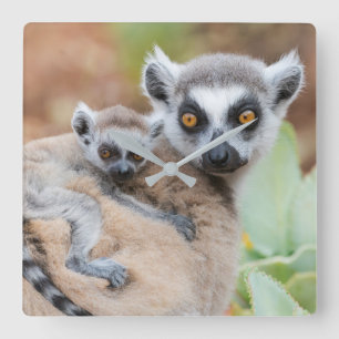 Ring-Tails Lemur Baby på Mödrarna Fyrkantig Klocka
