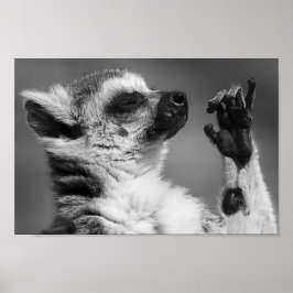 Ring Tails Lemur Spelar Poster