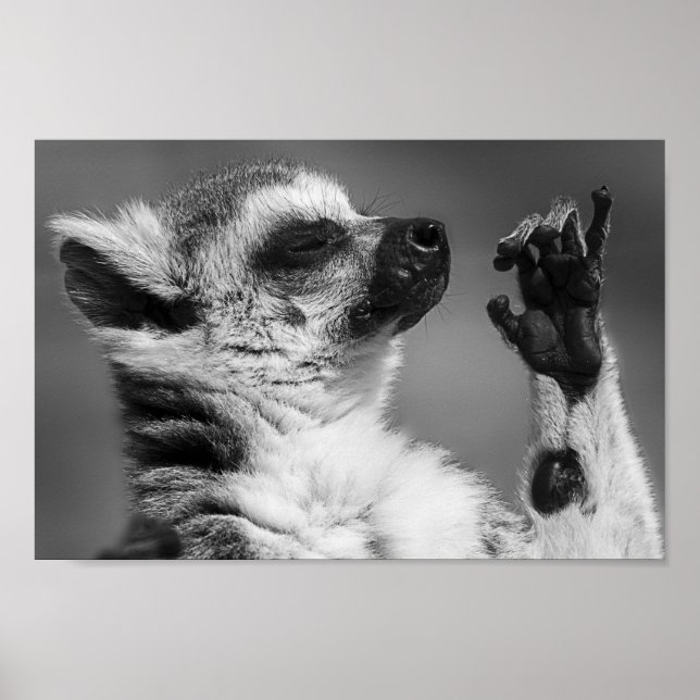 Ring Tails Lemur Spelar Poster (Framsidan)