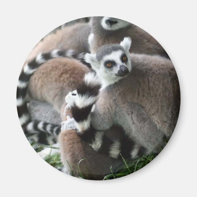 Ring Tails Lemurs Magnet (Framsidan)