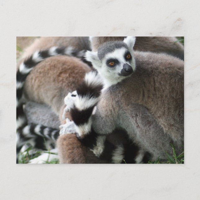Ring Tails Lemurs vykort (Framsida)