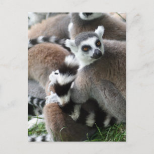 Ring Tails Lemurs vykort