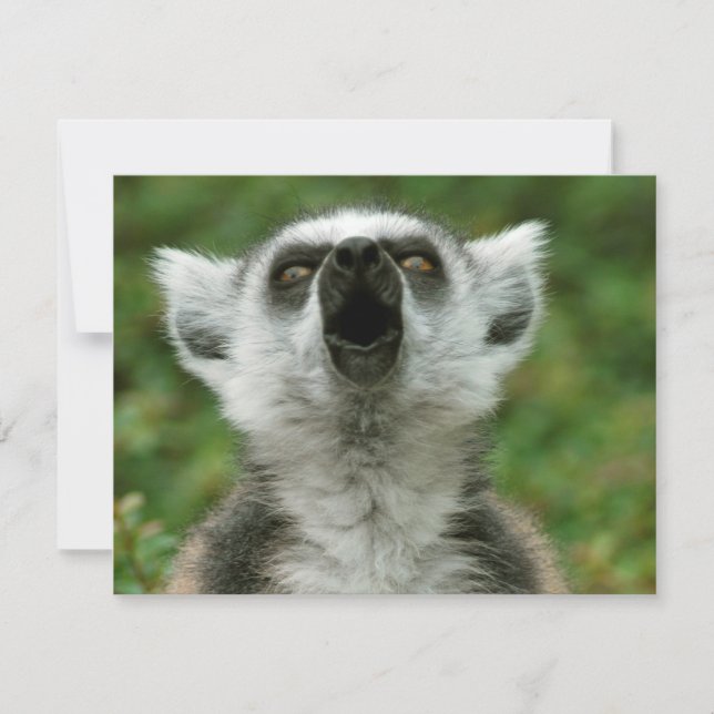 Ring-Tailur Lemur (Framsida)