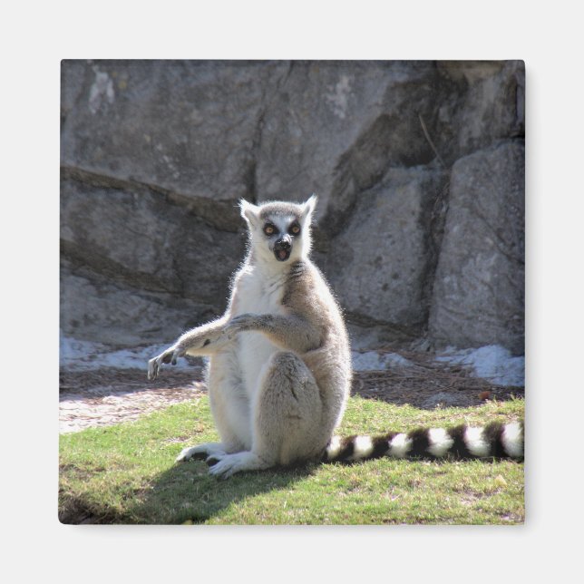 Ring-Tailur Lemur Magnet (Framsidan)