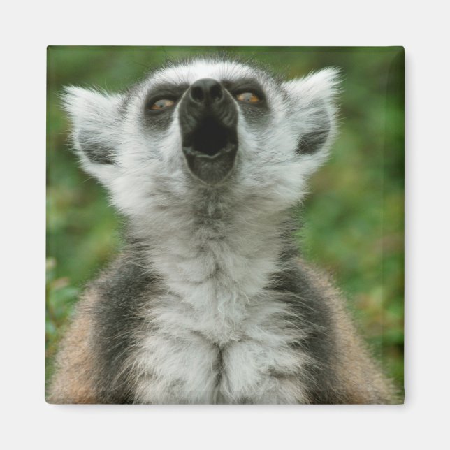 Ring-Tailur Lemur Magnet (Framsidan)