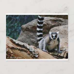 ring Tailur Lemur Vykort
