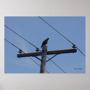Ringa den Pole Perchaffischen Poster