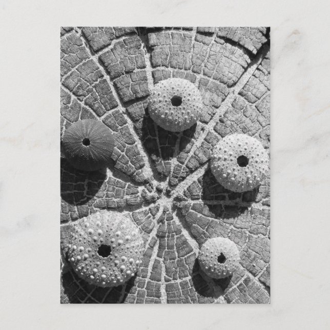 ringar vykort (Framsida)