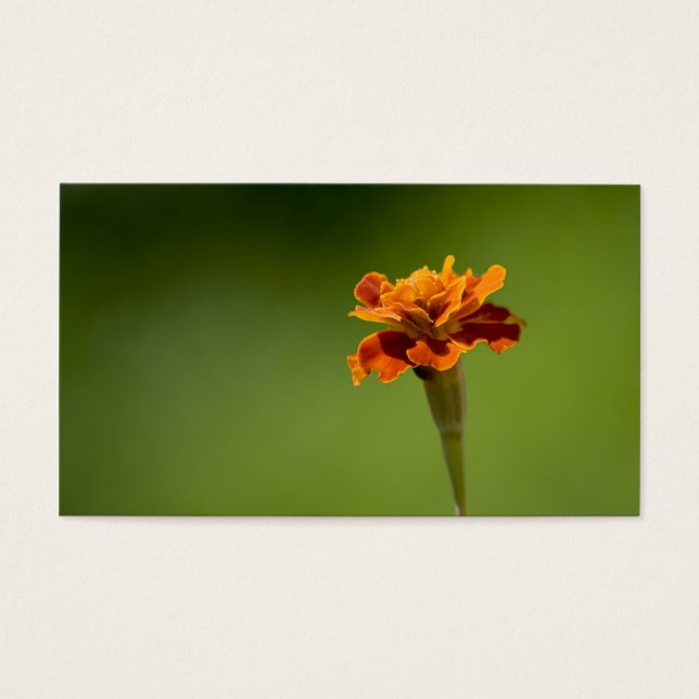 RingblommablommaCloseup Visitkort (Framsidan)