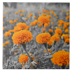 Ringblommablommor Kakelplatta
