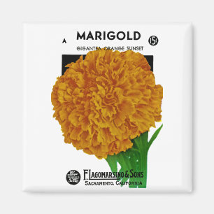 Ringblommavintage kärnar ur paketet magnet