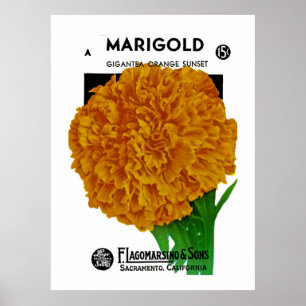 Ringblommavintage kärnar ur paketet poster